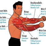 Biceps bicep tricep triceps plan