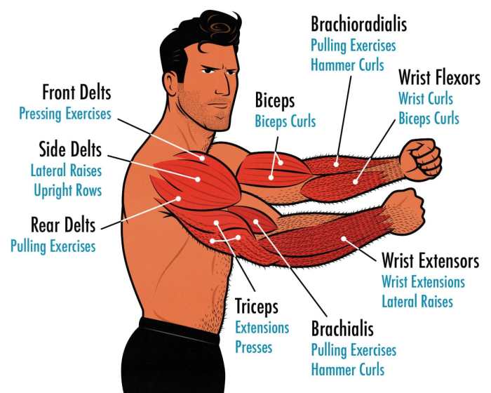 Biceps bicep tricep triceps plan
